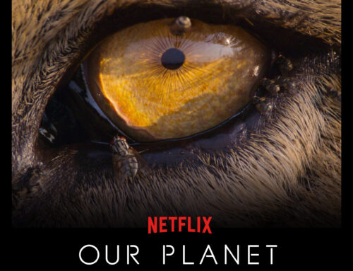 Just Announced: Netflix’s Our Planet Live Lecture Series